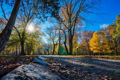 Sun shining through trees in forest