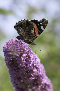 Close-up of butterfly pollinating on purple flower