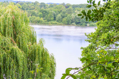 Scenic view of river amidst trees in forest