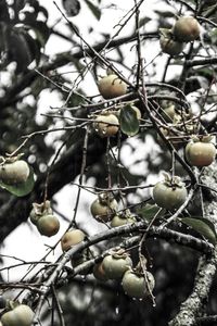 Close-up of branches against blurred background