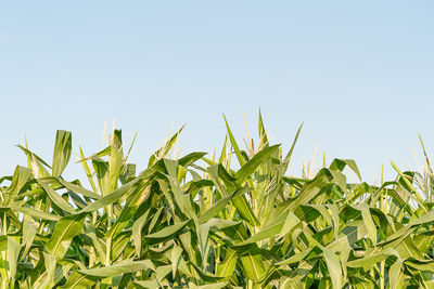 Crops growing on field against clear sky