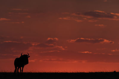 Silhouette wildebeest standing on field against sky during sunset