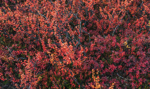 Full frame shot of pink flowering tree during autumn