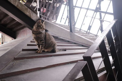 Cat looking away while sitting by window