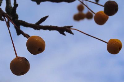 Low angle view of tree against sky