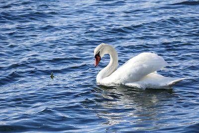 Swan swimming in lake