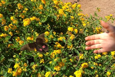 Close-up of hand with yellow flowers