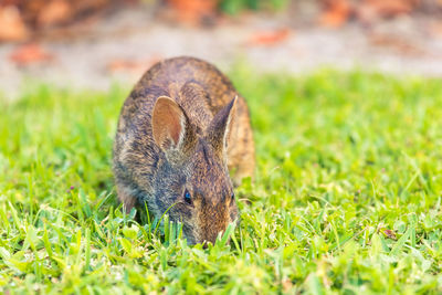 Close-up of a rabbit on field