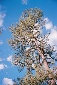 Low angle view of cherry tree against blue sky