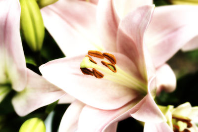 Close-up of day lily blooming outdoors