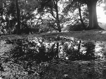 Scenic view of lake in forest