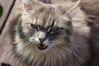 Close-up portrait of a cat