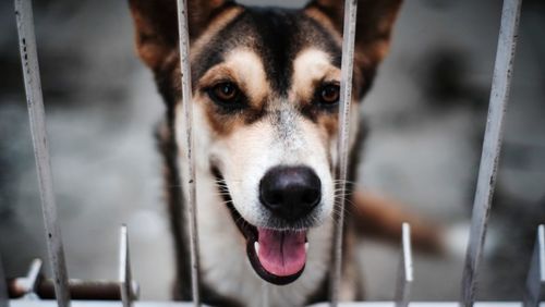 Close-up portrait of dog with camera