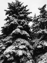Low angle view of trees against sky