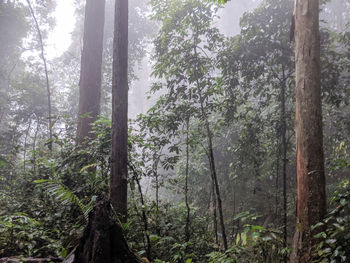 Trees in forest