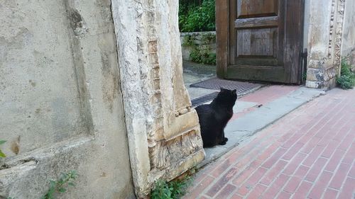 Cat looking at entrance of building
