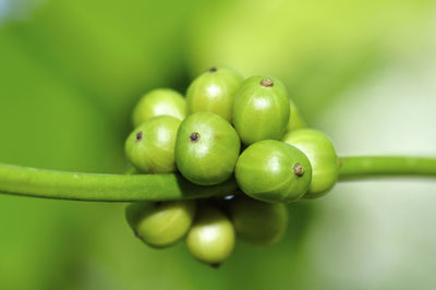 Close-up of fresh green fruits