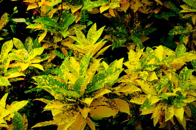 Full frame shot of yellow leaves