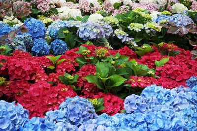 Full frame shot of red flowering plants