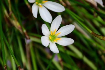 Close-up of white flowering plant