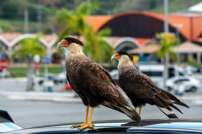 Close-up of birds perching on a car