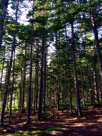 Trees growing in forest