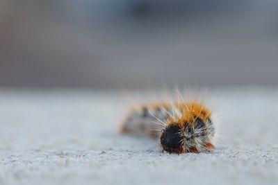 Close-up of insect