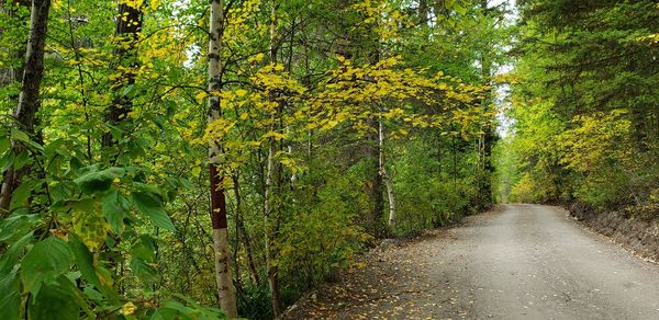 Road amidst trees in forest during autumn