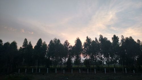 Trees on field against cloudy sky