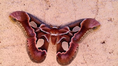 Close-up of moth on concrete