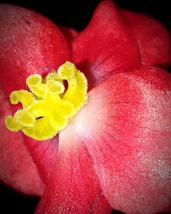 Close-up of pink flowers