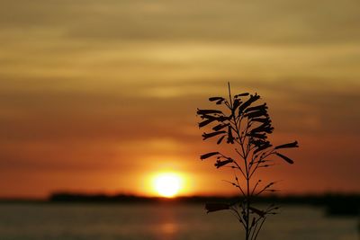 Scenic view of sunset