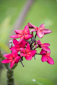 Close-up of pink flowers blooming outdoors