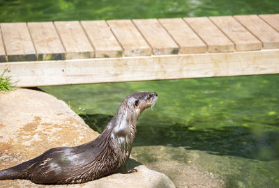 High angle view of seal