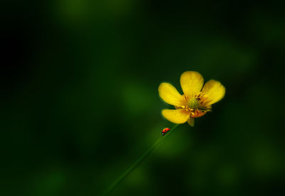 Close-up of ladybug on yellow flower