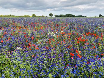 Scenic view of flowering plants on field against sky