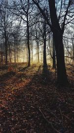 Bare trees in forest during autumn