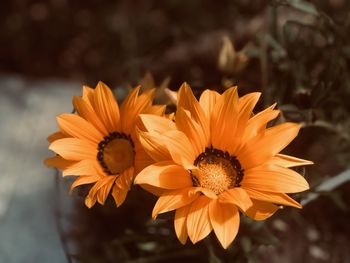 Close-up of yellow flower