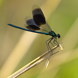 Close-up of grasshopper