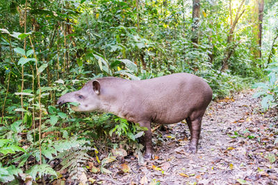 Brazilian tapir eating plants at madidi national park