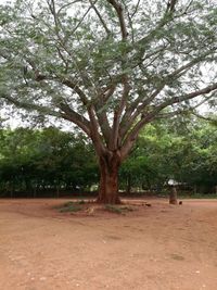 Trees in park