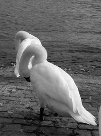 Close-up of swan perching on lake