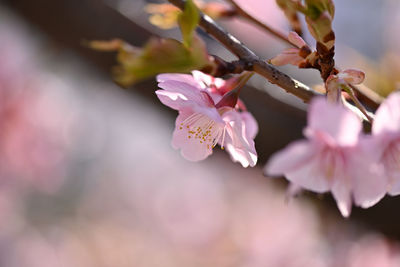 Close-up of pink cherry blossoms