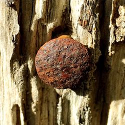 Close-up of rusty metal on tree trunk