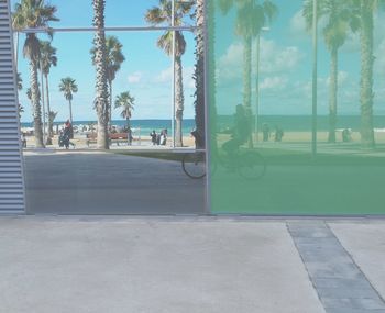 Palm trees against sky