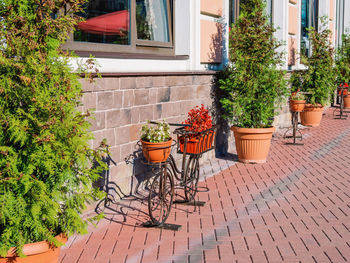 Potted plants on footpath against building