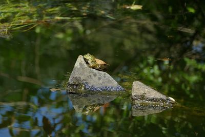 Close-up of frog on a stone in lake