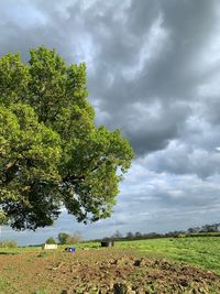 Tree on field against sky