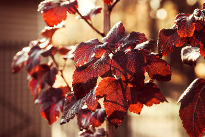 Close-up of wilted plant during autumn