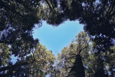 Low angle view of trees against sky